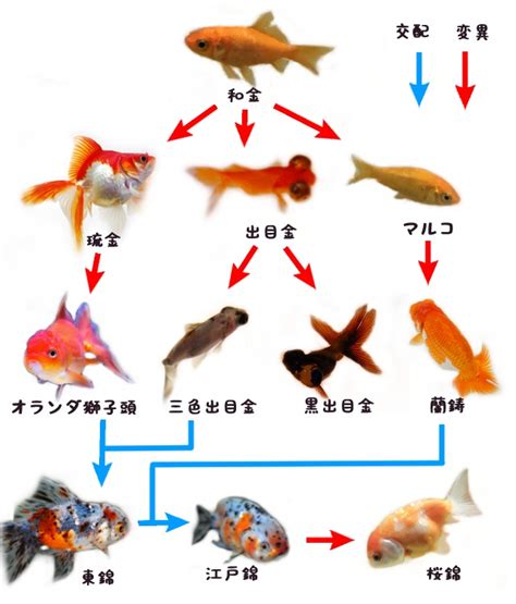 金魚種類 品種